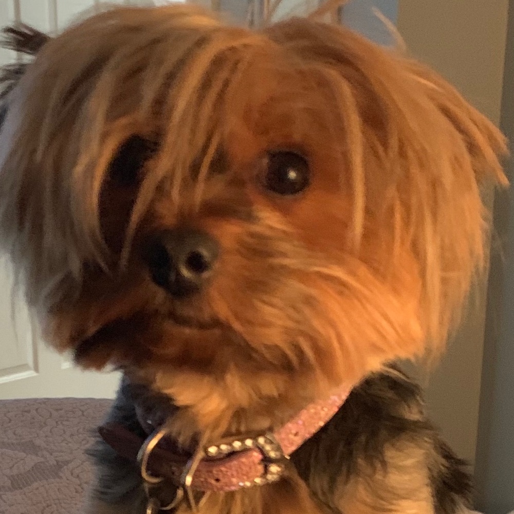 Meet your Posher, David